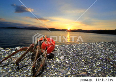 カニも見惚れる？美しい瀬戸内夕景 116102149