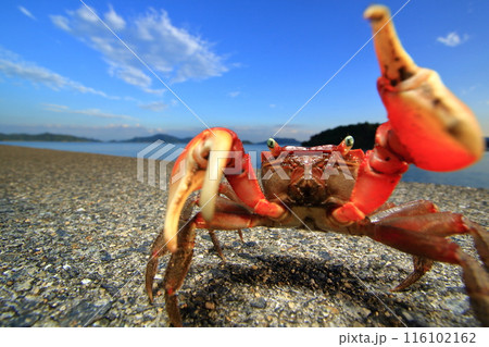 瀬戸内海とアカテガニ 瀬戸内海とアカテガニ 116102162