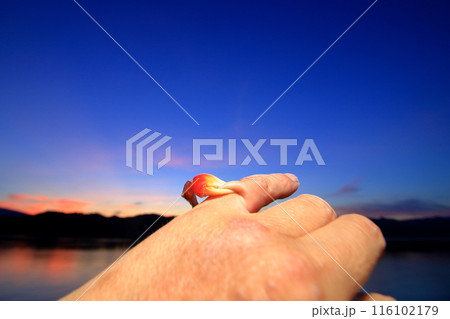 激痛  カニの自切で指に残されたハサミ 激痛  カニの自切で指に残されたハサミ 116102179