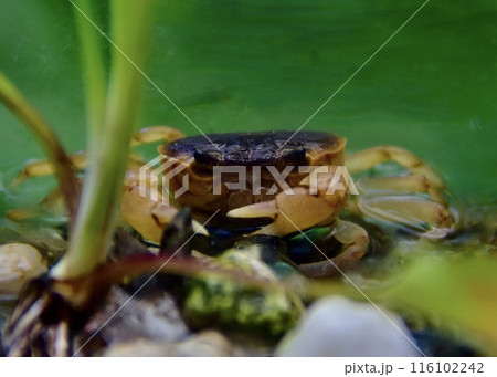 　散歩道の湧き水で出逢ったサワガニ。 116102242