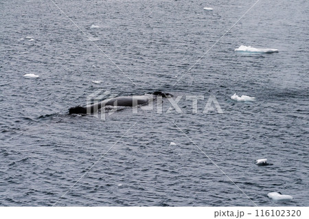 Detail of a humpback dorsal fin and blow hole 116102320