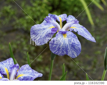 菖蒲 菖蒲 116102390