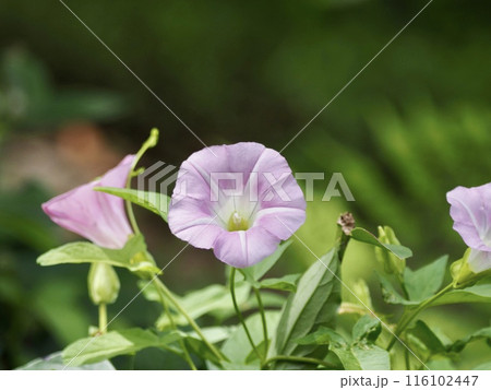 ヒルガオ 116102447