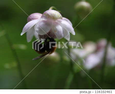 レンゲショウマの蜜を吸うミツバチ レンゲショウマの蜜を吸うミツバチ 116102461