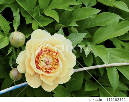 ポーラフェイ ポーラフェイ 116102562