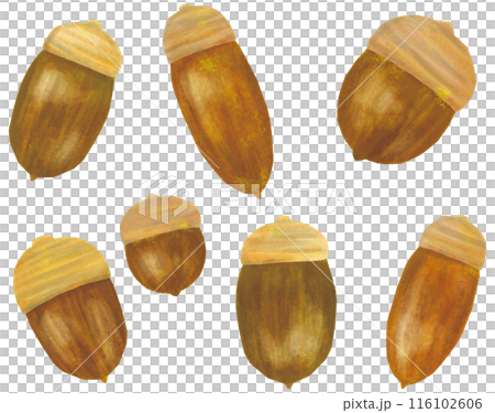 Acorn illustration set 116102606