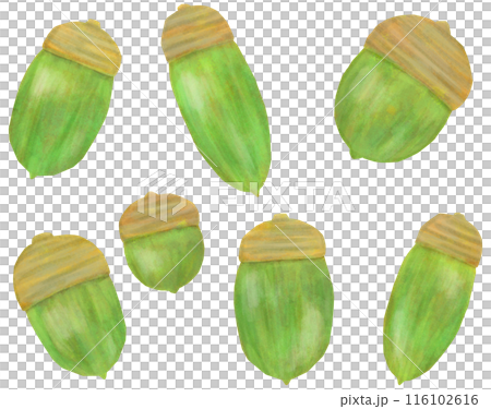 藍色橡子插圖集 藍色橡子插圖集 116102616