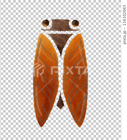 アウトラインがない色だけ切り抜きのセミの手描きイラスト 116102665