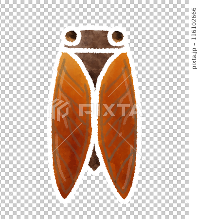 白いアウトラインのセミの手書きイラスト 116102666