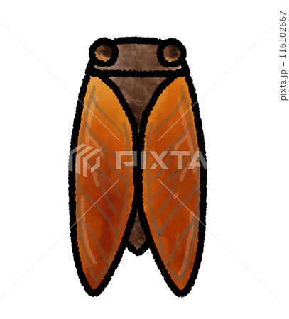 セミの手描きイラスト 116102667