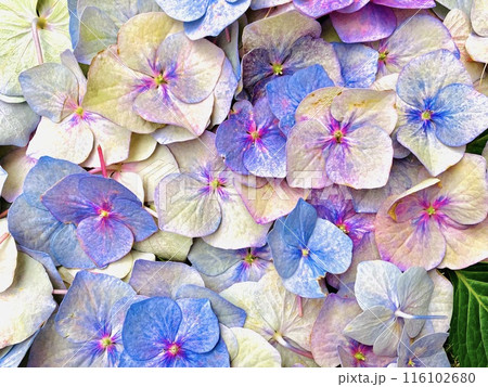 鮮やかな紫陽花 116102680