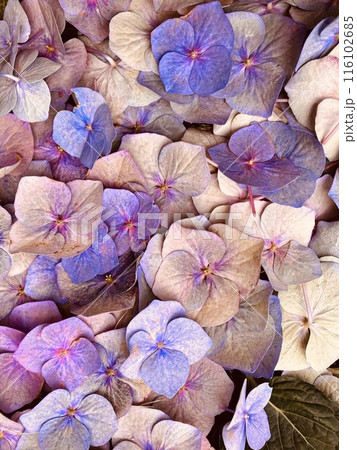 紫陽花のドライフラワー 紫陽花のドライフラワー 116102685