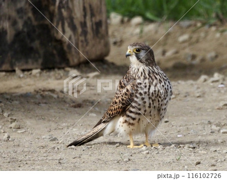 チョウゲンボウ チョウゲンボウ 116102726