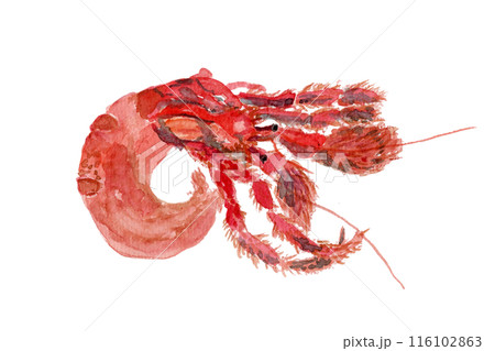 ヤドカリの水彩イラスト ヤドカリの水彩イラスト 116102863