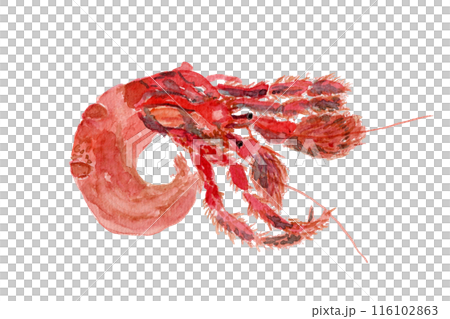 ヤドカリの水彩イラスト ヤドカリの水彩イラスト 116102863