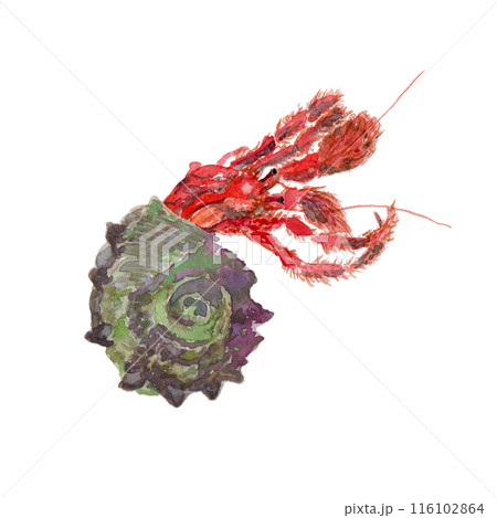 サザエの殻に入ったヤドカリの水彩イラスト サザエの殻に入ったヤドカリの水彩イラスト 116102864