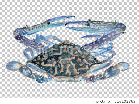 Watercolor illustration of Taiwan blue crab 116102865