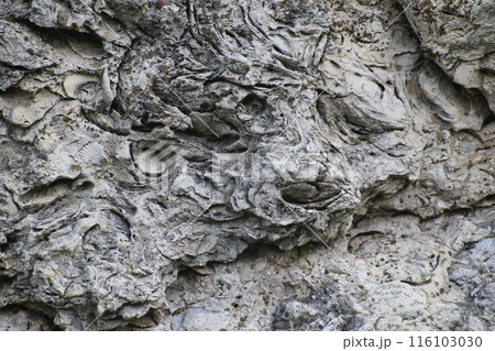 ほたて化石群(北海道・猿払村) ほたて化石群(北海道・猿払村) 116103030