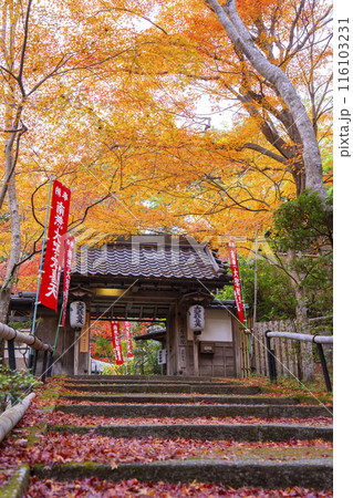 秋の京都　紅葉が美しい双林院（山科聖天） 116103231