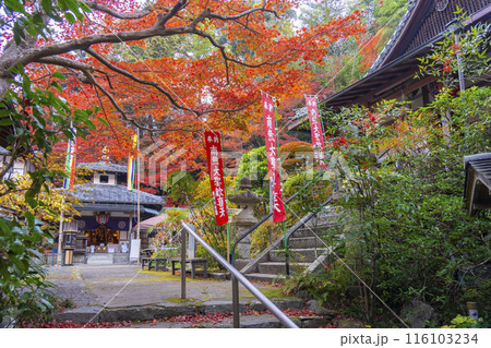 秋の京都　紅葉が美しい双林院（山科聖天）不動堂 116103234