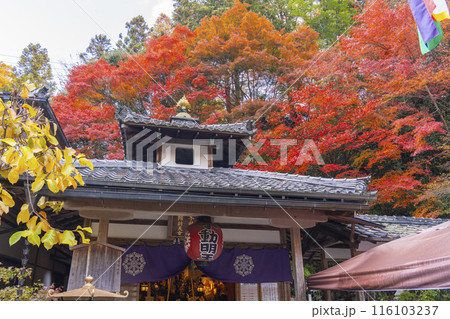 秋の京都　紅葉が美しい双林院（山科聖天）不動堂 116103237