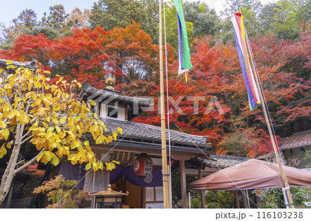 秋の京都　紅葉が美しい双林院（山科聖天）不動堂 116103238