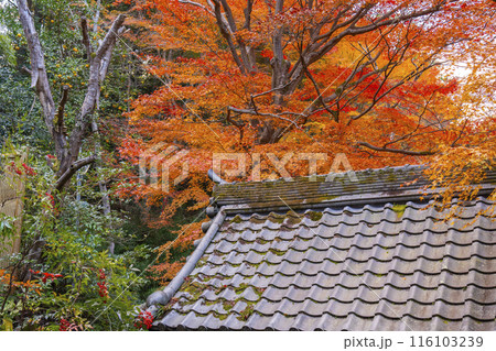 秋の京都　紅葉が美しい双林院（山科聖天） 116103239