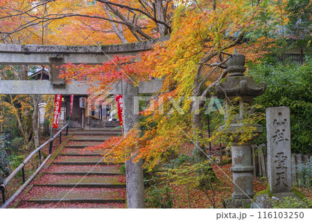 秋の京都　紅葉が美しい双林院（山科聖天） 116103250