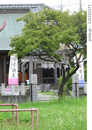 新緑に包まれた小さな神社 新緑に包まれた小さな神社 116103271