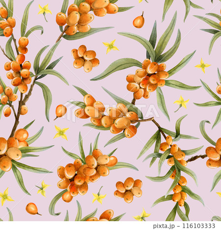 Ripe fall berries of sea buckthorn on branches with tiny yellow flowers watercolor seamless pattern on pastel pink. Botanical background for autumn in warm and dust colors for herbal products Ripe fall berries of sea buckthorn on branches with tiny yellow flowers watercolor seamless pattern on pastel pink. Botanical background for autumn in warm and dust colors for herbal products 116103333