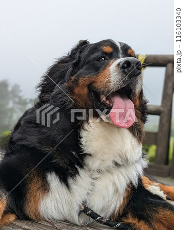 見つめる犬 大型犬 バーニーズマウンテンドック 見つめる犬 大型犬 バーニーズマウンテンドック 116103340