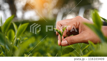 Woman Hand holding harvest plucking black green tea herbal agriculture. Woman work Black Tea farm harvest. hand plucking green tea tree picking bud young tender camellia sinensis leaves organic farm 116103409