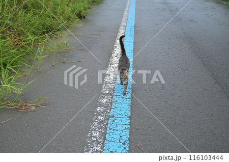 道端で遊ぶとら猫 道端で遊ぶとら猫 116103444