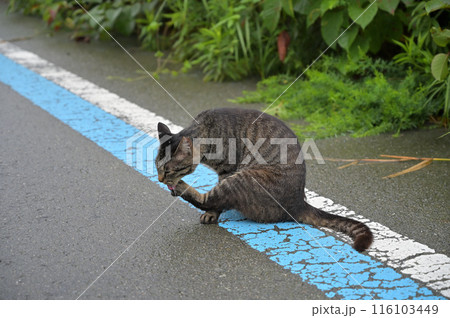 道端でお座りするとら猫 116103449