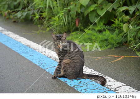 道端でお座りするとら猫 116103468