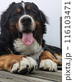 黒い犬　バーニーズマウンテンドック　大型犬 116103471