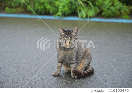道端でお座りするとら猫 道端でお座りするとら猫 116103479