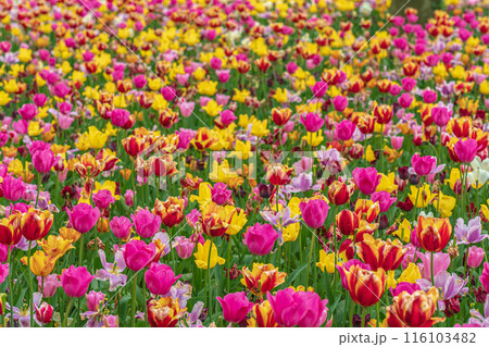 ベルギー　グロート・ベイハールデン城 　庭園 116103482