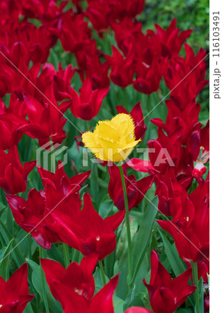 ベルギー　グロート・ベイハールデン城 　庭園 116103491