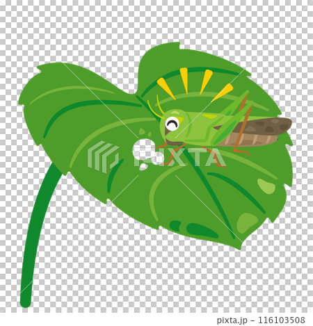Grasshopper eating a leaf 116103508