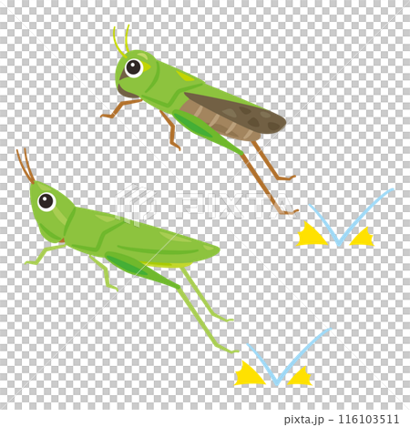Jumping Grasshopper 116103511