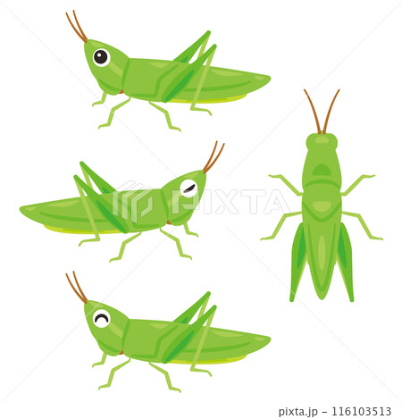 ショウリョウバッタセット 116103513