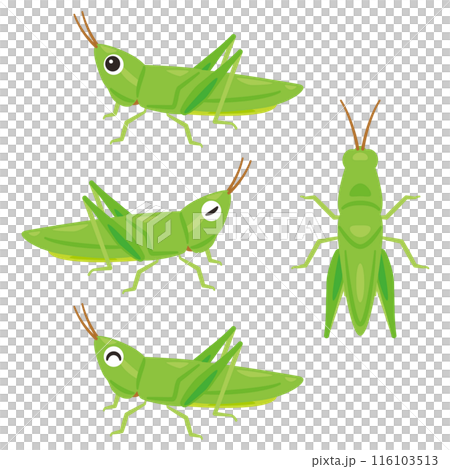 ショウリョウバッタセット 116103513