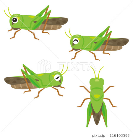 バッタセット 116103595