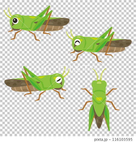 Grasshopper set 116103595