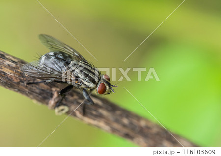 センチニクバエ 116103609