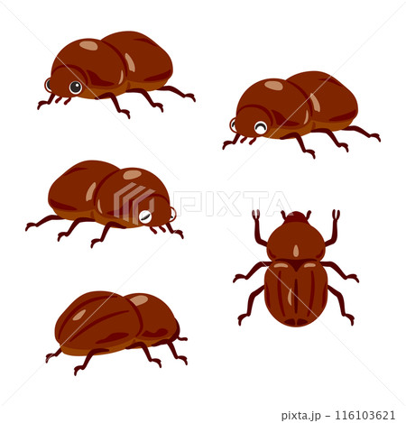 メスのカブトムシセット 116103621