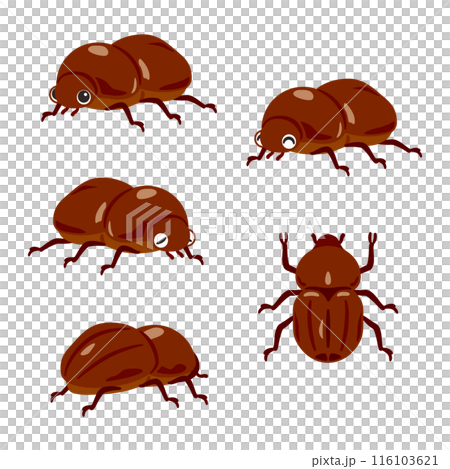 雌性甲蟲集 雌性甲蟲集 116103621