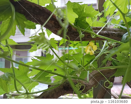 農耕 農業 耕作 116103680