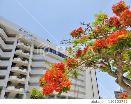 沖縄 デパートリウボウ8 沖縄 デパートリウボウ8 116103721